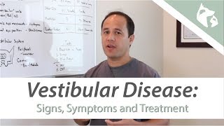 What is Vestibular Disease [upl. by Ilil]