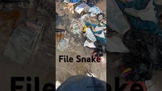 File Snake  Rescue And Release  BycatchAndAdventures animalrescue marinewildlife snakerelease [upl. by Sukram]