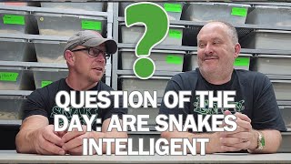 Are snakes INTELLIGENT [upl. by Wimsatt]