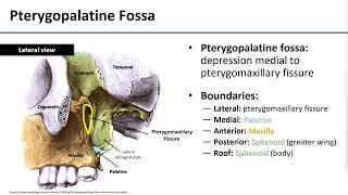 13 Pterygopalatine Fossa [upl. by Eyoj]