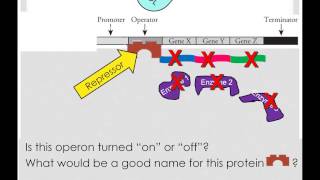 Repressible and Inducible Operons [upl. by Snook304]