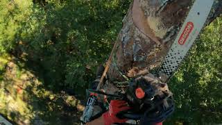 pine tree removal Green cove springs Florida [upl. by Ecirtac]