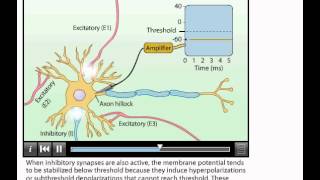 Animation Summation of Postsynaptic Potentials [upl. by Amekahs]