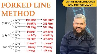 The Forked Line Method Explained An alternative method to Punnett Square [upl. by Iviv229]