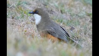 Whitethroated Laughingthrush 白喉噪眉 [upl. by Mckenzie]