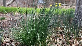 Whats In Your Yard Onion Grass [upl. by Eimirej]