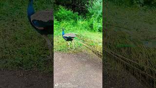 💞💞💞 peacock lovers 😍😍 birds peacock peacockbeauty peacocks peacocking peacockcall peacocklife [upl. by Hymen769]