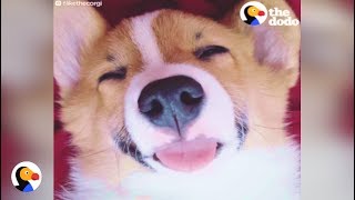 Corgi Likes To Stick His Tongue Out  The Dodo [upl. by Ellinej219]