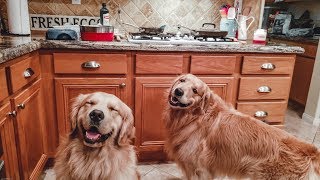 Homemade Meal For Dogs 4K  Golden Retriever VLOG [upl. by Amato]