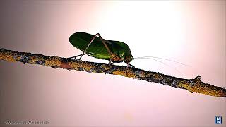 my Siliquofera grandis katydid walking along a stick [upl. by Liahcim605]