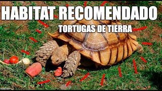 Habitat recomendado para tortugas de tierra [upl. by Llerret]