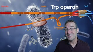 The Trp operon demystified [upl. by Madlin]