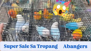 Vlog530 Opaline Dilute Split Pale Fallow😱🦜😱🌲🐦🌲Super Sale Dito Sa Tropang Abangers [upl. by Nal424]