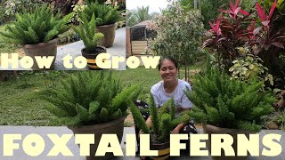 Foxtail Ferns Easy Care Guide  How to Grow Foxtail Ferns  Tropical Gardening at Home [upl. by Niret]