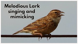 The Melodious Lark a southern African lark singing and mimicking other local bird species [upl. by Serafine]