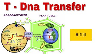 Agrobacterium T Dna transfer in hindi  Natural genetic engineering [upl. by Airalednac]