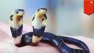 Insolite  un zoo adopte un cobra à deux têtes en Chine [upl. by Adnola847]