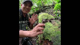 La brutal picadura de una HORMIGA LEGIONARIA  Hormigas guerreras ant hormigas amazonas [upl. by Gentry]