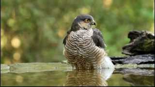 Karvaly az itatón  Sparrowhawk  Bence Mates photo hide Pusztaszer  Hungary 20120720 [upl. by Ainoval]