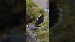 Mesmerizing Courtship Dance of the Fantail Flycatcher [upl. by Romney]