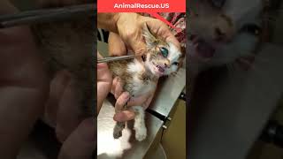 02 Botflies removed from the little Kitten [upl. by Eelatsyrc]