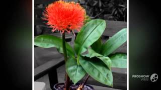 Haemanthus  garden plants [upl. by Morganica91]