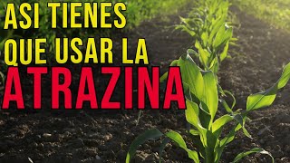 Herbicida para el cultivo de MAIZ CARACTERISTICAS MODO DE ACCION DOSIFICACION ATRAZINA [upl. by Lunetta]