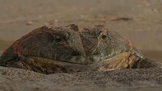 The Devilled Frog Beelzebufo PreHistoric Planet [upl. by Francene289]