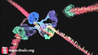 DNA Replication  DNA Polymerase and Helicase Activity Animation [upl. by Nodnarb263]