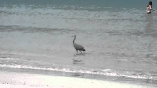 Reddish Egret Rötelreiher Fort de Soto Beach FL [upl. by Annette]