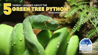 5 Things I Learned about the Green Tree Python CLEAquarium [upl. by Spiro860]