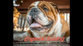 Engleski buldog [upl. by Ury]