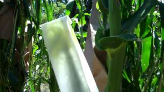 Keeping OP Corn Using Hand Pollination [upl. by Harvison]