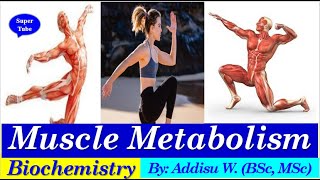 muscle metabolism contraction musclemetaolism biochemistry physiology anatomy newcurriculum [upl. by Ziom]