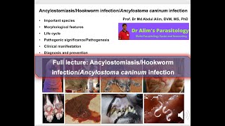 Exploring Deadly Hookworm Infections in Dogs What Every Pet Doctor or Pet Owner Needs to Know [upl. by Lanza200]