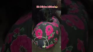 🤣😜😂🤪😁😎। Funny Video।funnyentertainmentcomedydogsubscribelike1millionviralshortshortsfeed [upl. by Aliehc806]