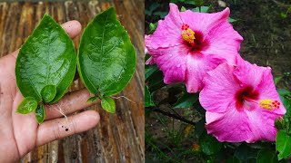 Grow hibiscus from leaves simple method  Hibiscus [upl. by Fawcette648]