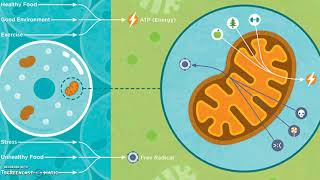 Atherosclerosis [upl. by Oirretno]