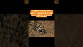 blackfooted cat is deadliest facts knowledge factshorts factsinhindi generalknowledge news [upl. by Dygall]