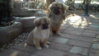 Tibetan Spaniel Pup 11 Weeks Old [upl. by Cormac]