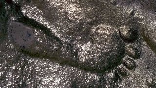 6 Impossible Fossils That Could COMPLETELY Rewrite Human History [upl. by Elinor]