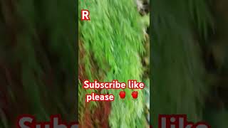 Pardesi pardesi jana nahi bollywood hindisong love song 🌹🌹 [upl. by Grimbald]