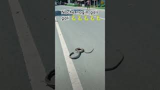 Nache nagin gali gali🐍short videolatest videoviral video snake video comedy videofunny video [upl. by Bathilda]