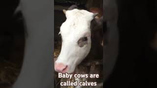 Baby cows are called calves [upl. by Isma957]