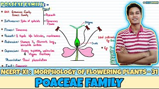 Morphology of Flowering Plants Lec 31 Poaceae Family Class 11 NEET 2024 [upl. by Noiramed74]