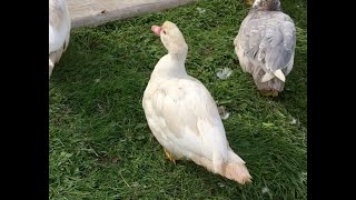 Introducing Muscovy Duck  Cate Blanchette [upl. by Ethelbert]