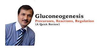 Gluconeogenesis  Precursors and Regulation  A Quick Review [upl. by Cirre]