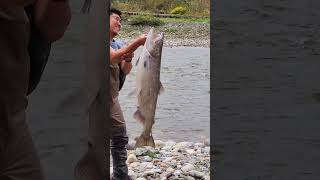 Catch a huge salmon and take a pictureI ❤️ salmon fishing Vedder river near Vancouver Canada 🇨🇦 [upl. by Elleirb996]