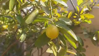 Lemon plantGrow at homeforyou [upl. by Aynotak731]