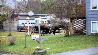 Alaska Bull Moose Street Fighting [upl. by Adnolor]